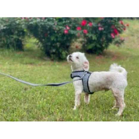 Gingham Dog Harness Vest W30601